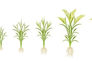 Un riz OGM pour limiter l'utilisation d'engrais azotés ?