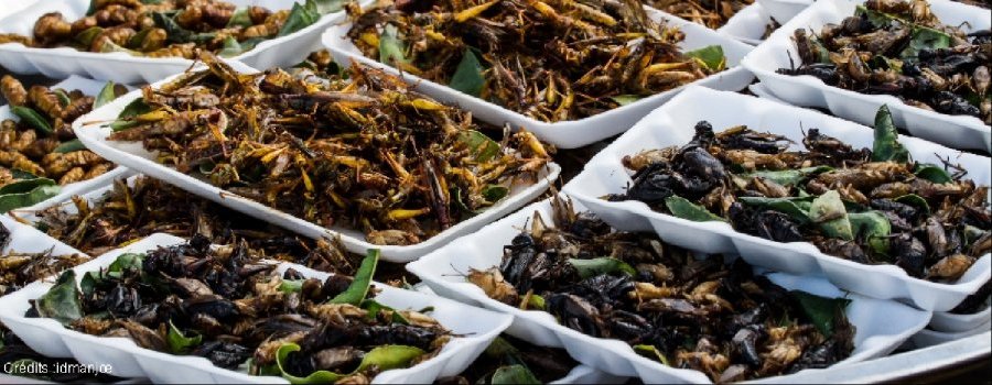 La consommation d'insectes ou de protéines d'insectes en Europe