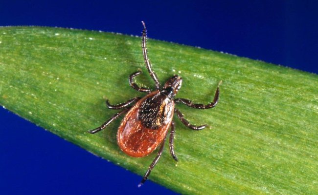 Maladie de Lyme : questions et réponses