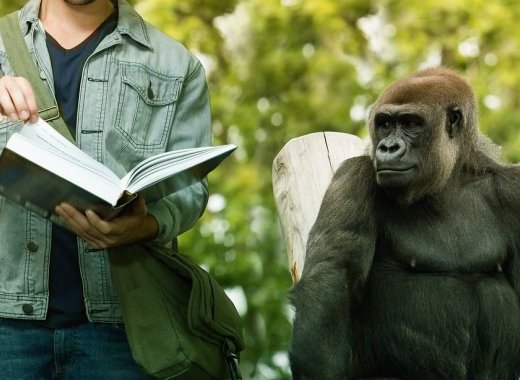 Sexe et genre vus par un primatologue