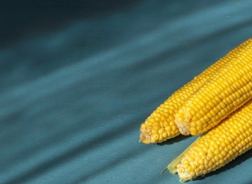 Les OGM : menaces ou espoirs, données scientifiques